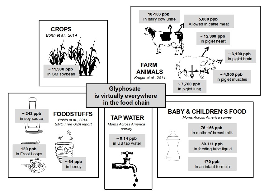 Glyphosate in food chain