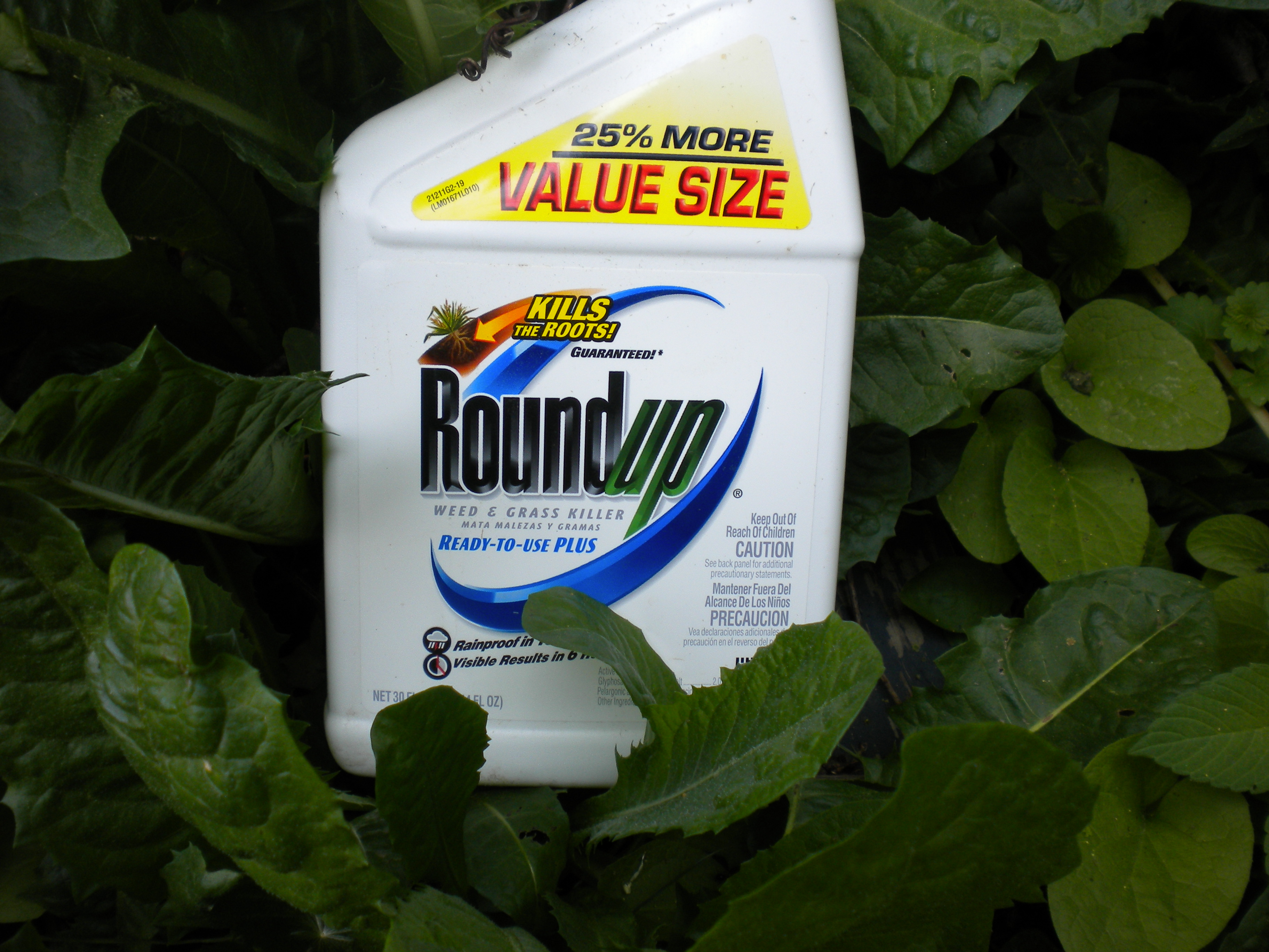 Monsanto weed killer can ‘probably’ cause cancer: World Health Organization